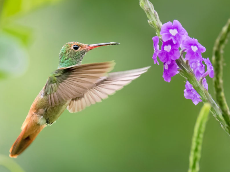 ADA Hummingbird